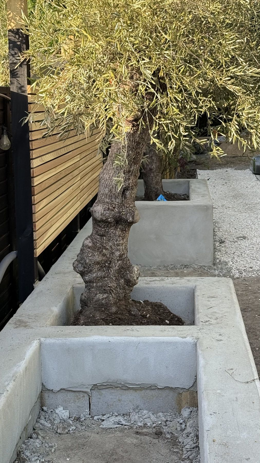 Block-built planter walls going up around an established olive tree